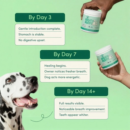 BreathBuddy Daily Dental Powder