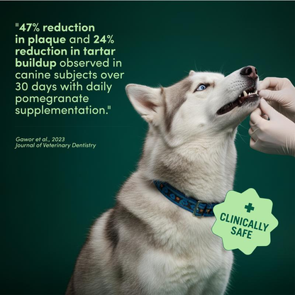 BreathBuddy Daily Dental Powder